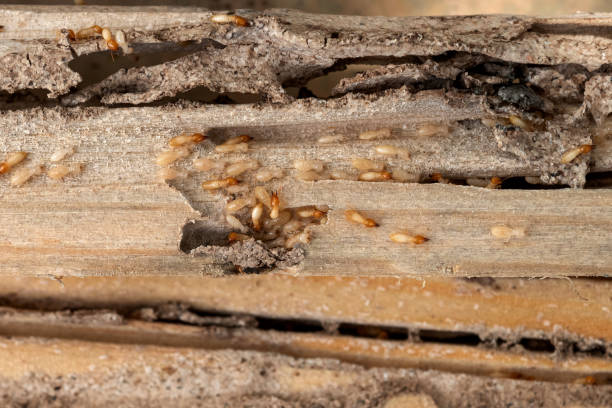 Best Cockroach Control Services  in Newport, NC